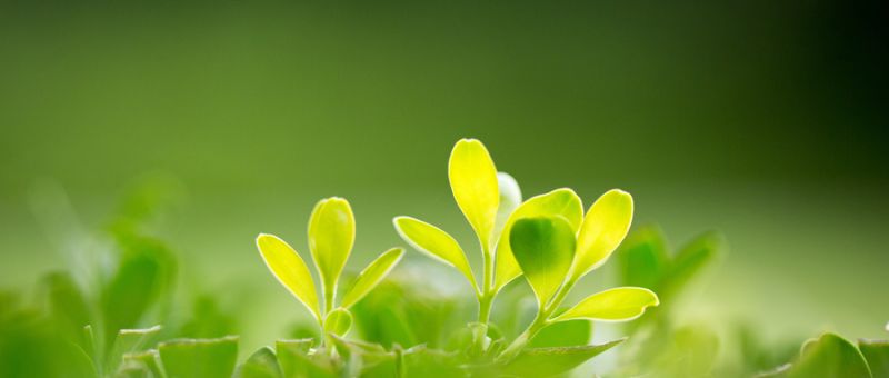 什么是環(huán)境影響評價？